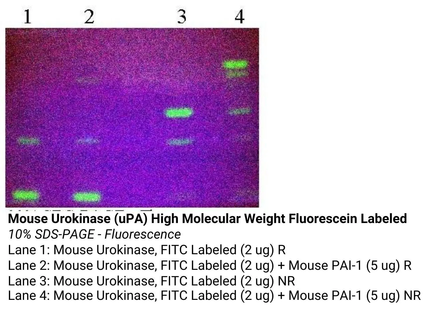 *Mouse Urokinase (uPA) High Molecular Weight Fluorescein Labeled